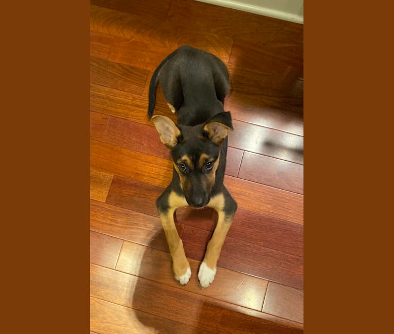 Lola, a German Shepherd Dog and American Pit Bull Terrier mix tested with EmbarkVet.com