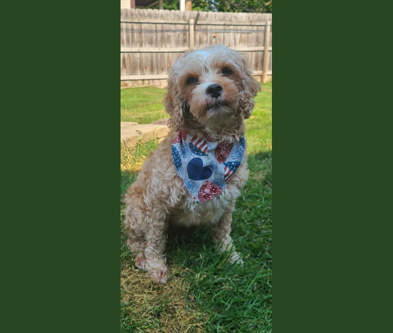 Photo of Pearl, a Poodle (Small) and Cavalier King Charles Spaniel mix