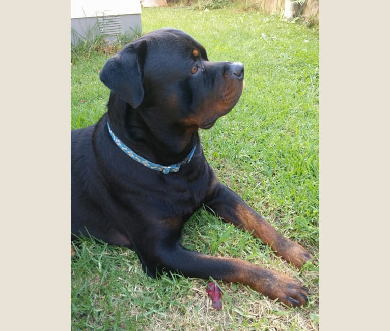Photo of Marlo, a Rottweiler  in Auckland, Auckland, New Zealand
