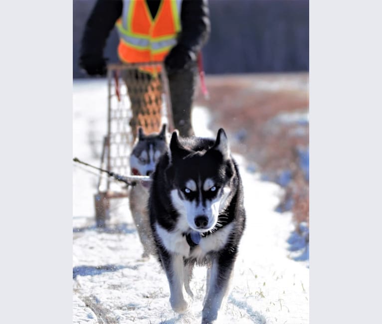 Photo of Spirit, a Siberian Husky  in Saint-Charles-Borromée, Quebec, Canada