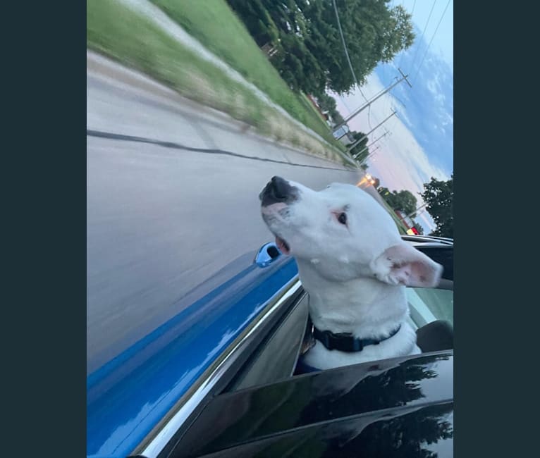 Moose, an American Pit Bull Terrier and German Shepherd Dog mix tested with EmbarkVet.com