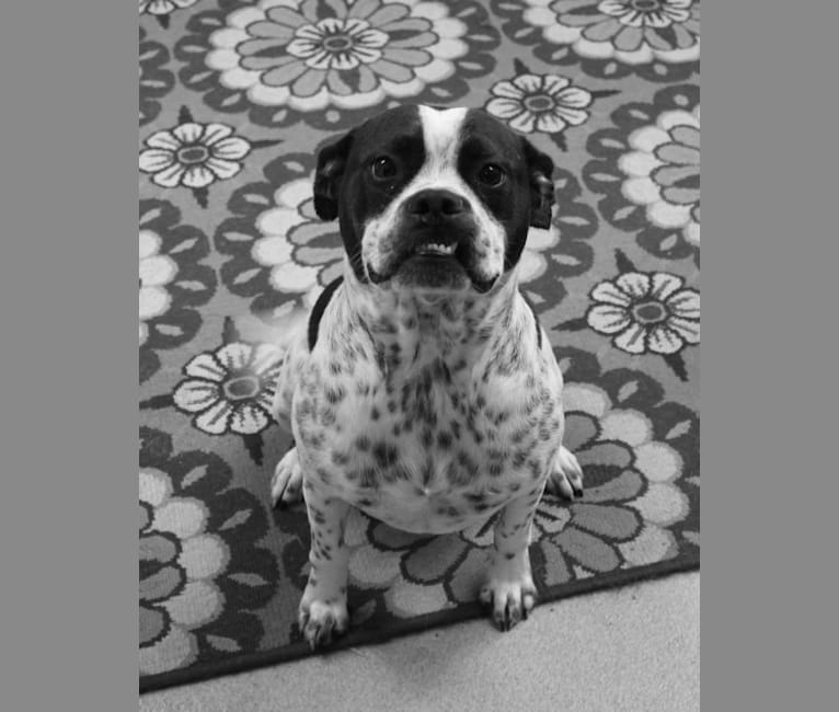 Boston terrier store dalmatian mix