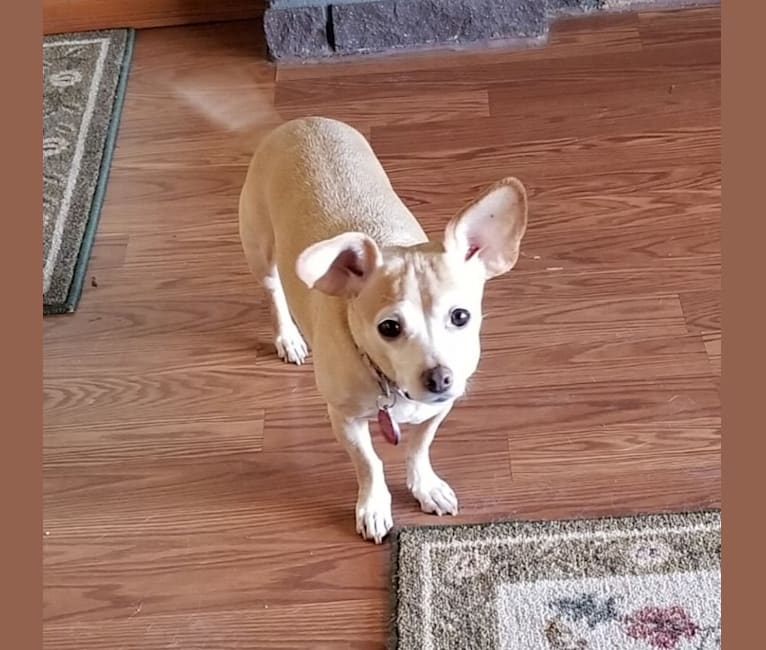 Photo of Bella, a Chihuahua, Dachshund, Rat Terrier, Poodle (Small), and Mixed mix in Washington, USA