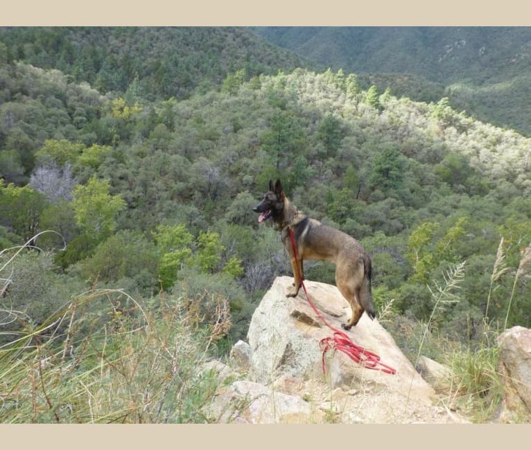 Photo of LIAM, a German Shepherd Dog and Belgian Malinois mix in Arizona, USA