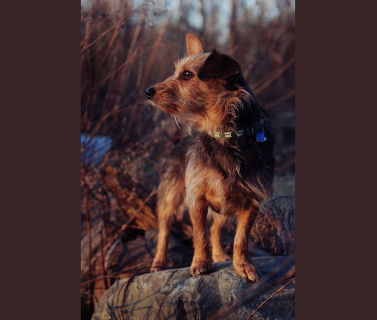 Oliver, a Yorkshire Terrier and Dachshund mix tested with EmbarkVet.com