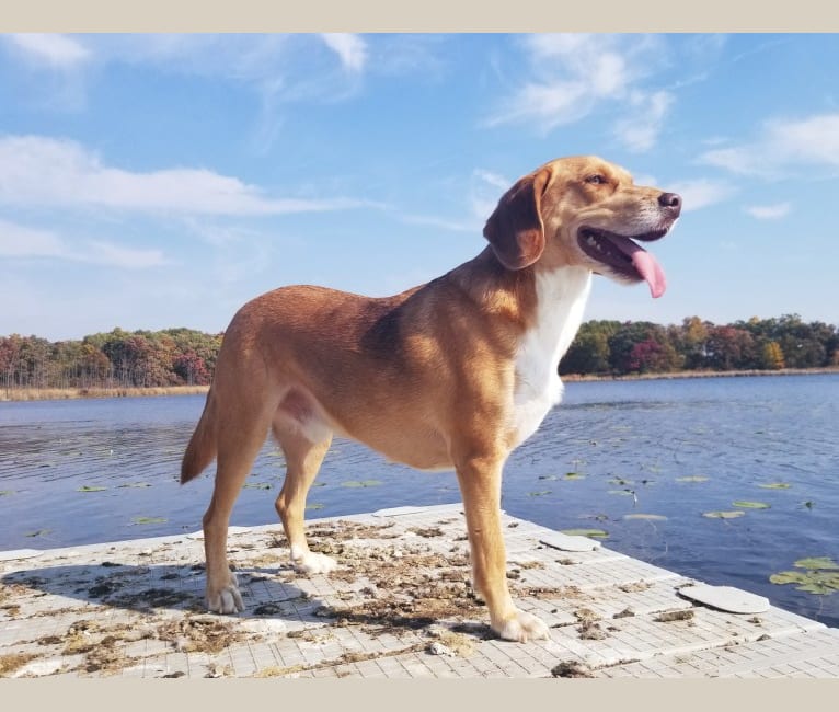 Lu, a Beagle and American Foxhound mix tested with EmbarkVet.com
