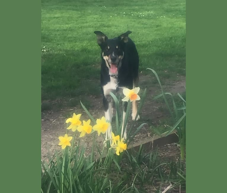 Ollie, a Border Collie tested with EmbarkVet.com