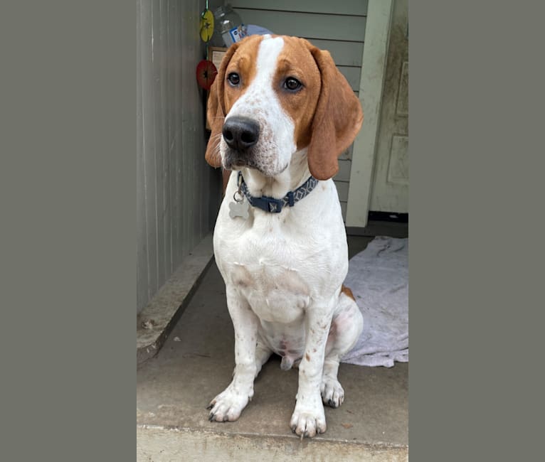 Banner, an American English Coonhound tested with EmbarkVet.com