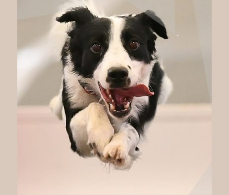 Drift, a Russell-type Terrier and Border Collie mix tested with EmbarkVet.com