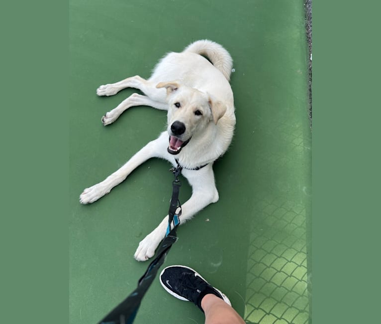 Walter, an Alaskan Malamute and Siberian Husky mix tested with EmbarkVet.com
