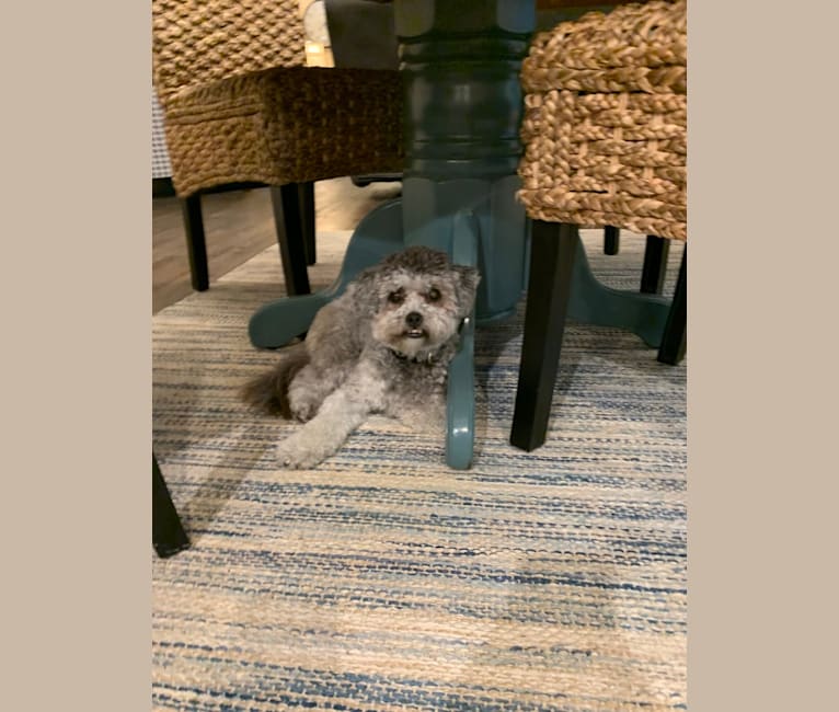 Bear, a Poodle (Small) and Shih Tzu mix tested with EmbarkVet.com