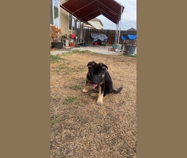 Pyro, a German Shepherd Dog (6.9% unresolved) tested with EmbarkVet.com