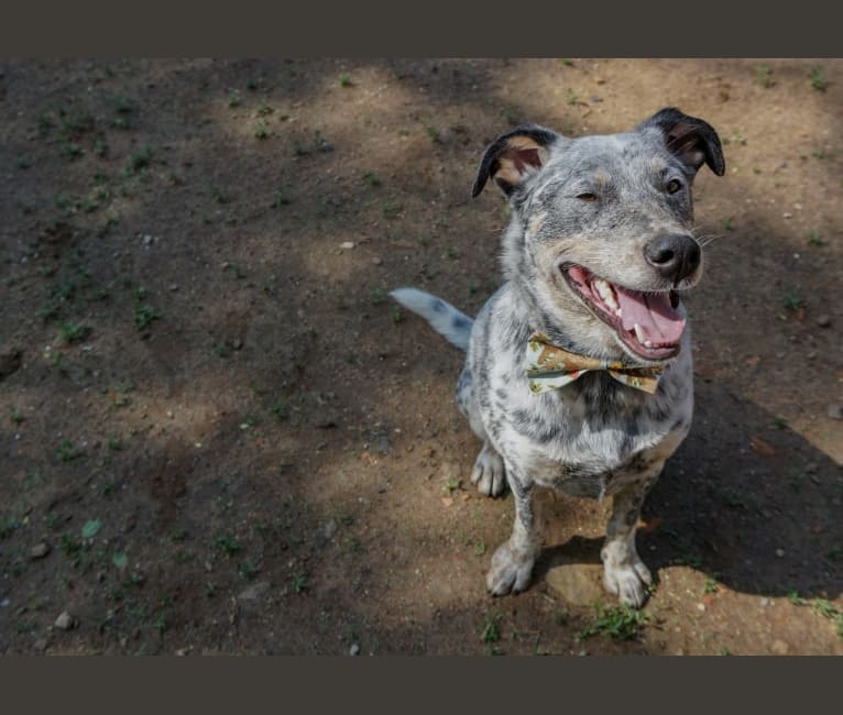 Banjo, an Australian Cattle Dog and Chow Chow mix tested with EmbarkVet.com