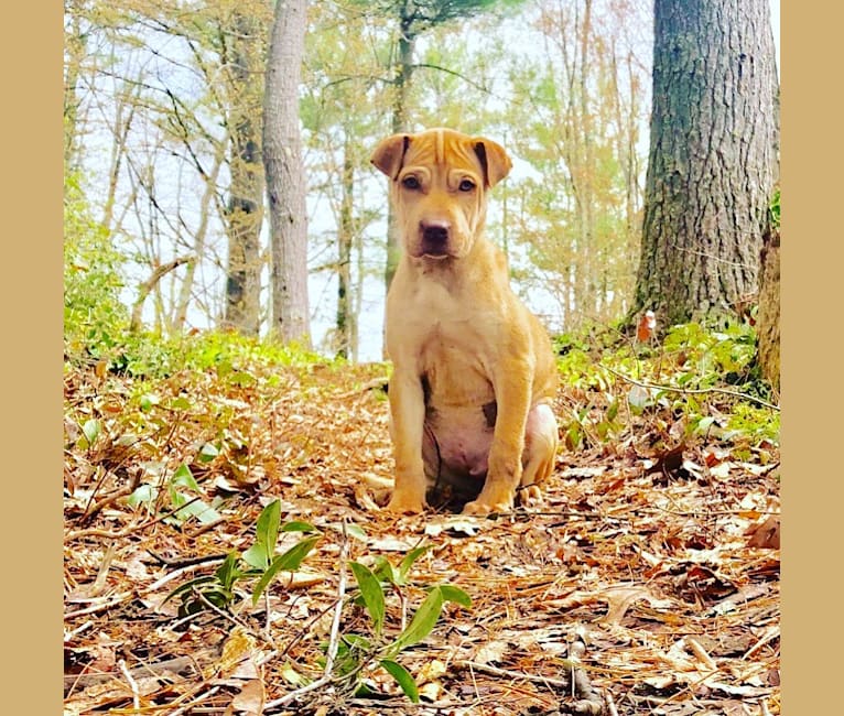 Reba, a Chinese Shar-Pei and Beagle mix tested with EmbarkVet.com