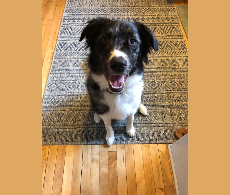Photo of Murphy, a Border Collie, Chow Chow, American Pit Bull Terrier, Golden Retriever, and Mixed mix in Rochester, Minnesota, USA