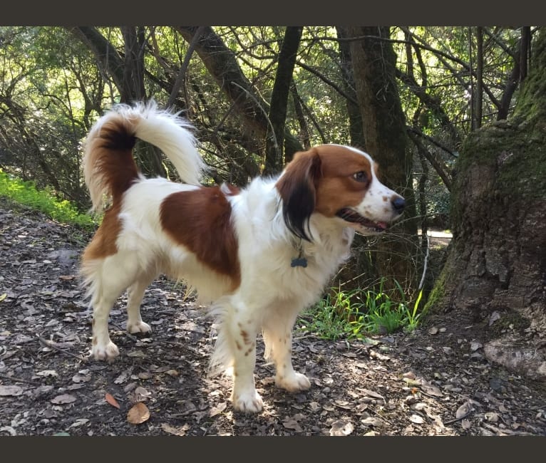 Luke, a Nederlandse Kooikerhondje tested with EmbarkVet.com