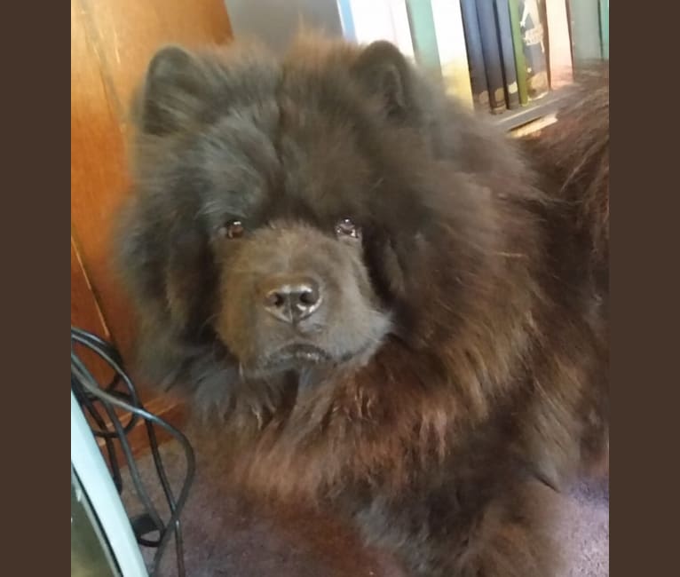 Ludey, a Chow Chow tested with EmbarkVet.com