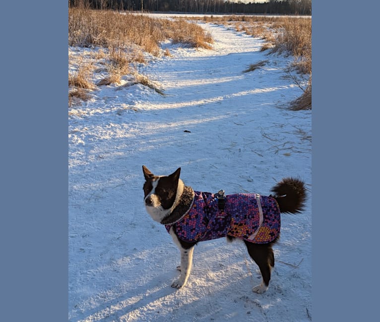 Stella, a Karelian Bear Dog tested with EmbarkVet.com