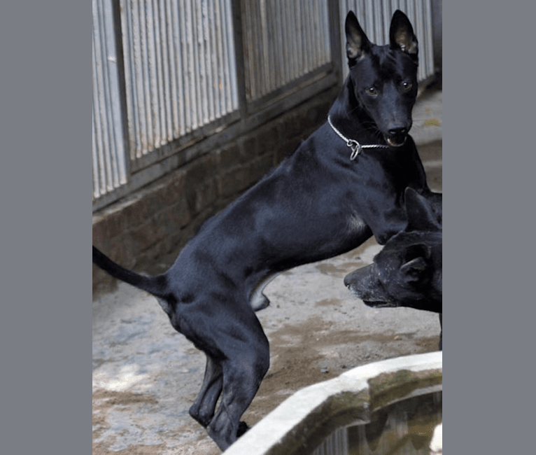 HERO, a Phu Quoc Ridgeback tested with EmbarkVet.com