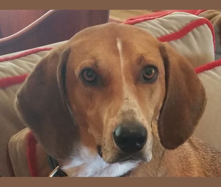 Corby, a Treeing Walker Coonhound and Bluetick Coonhound mix tested with EmbarkVet.com