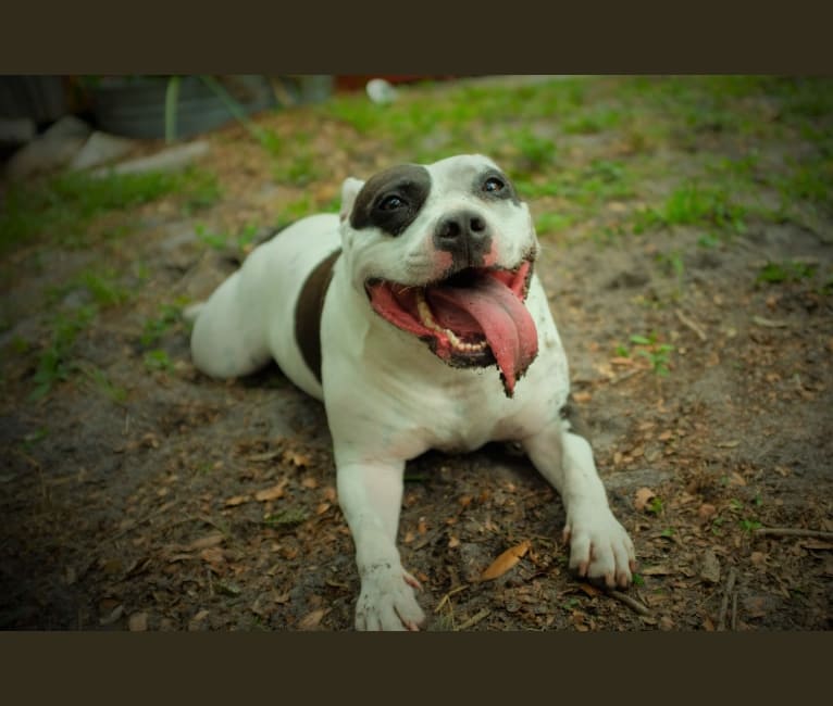 Gertrude (Gertie), an American Bully tested with EmbarkVet.com