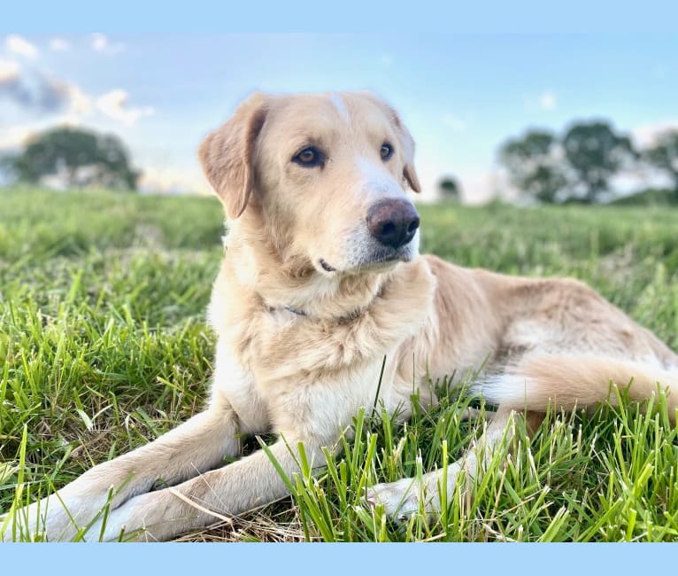 Embark Dog Dna Test Breed