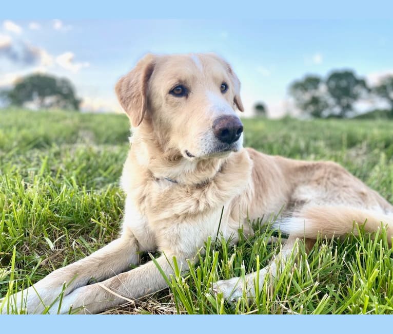 Thor, a Golden Retriever and Brittany mix tested with EmbarkVet.com