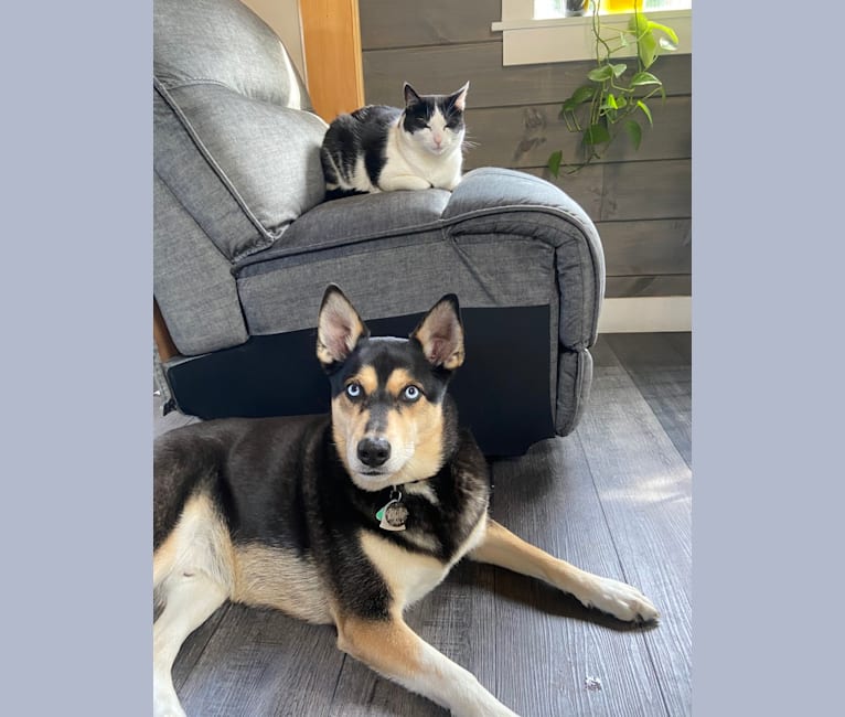 Milo, a Siberian Husky and Rat Terrier mix tested with EmbarkVet.com