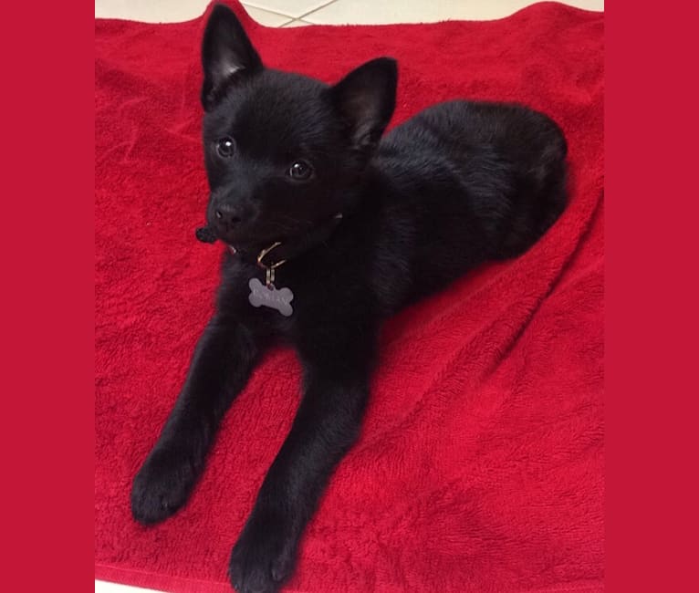 schipperke chihuahua mix