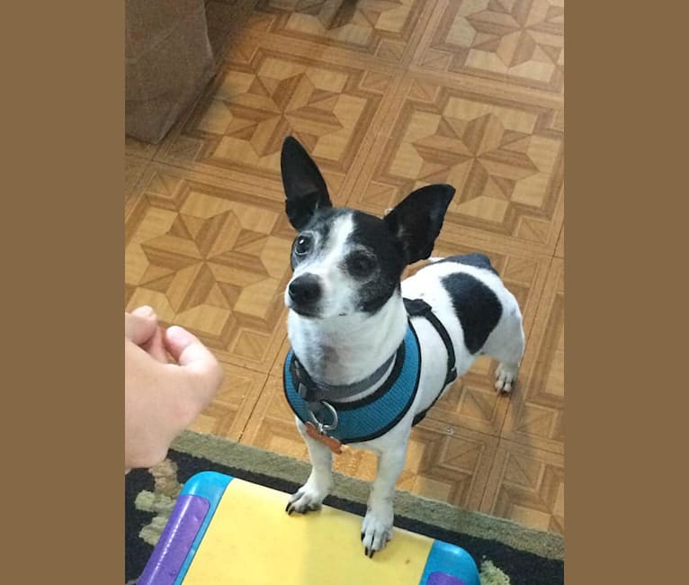 Topper, a Chihuahua tested with EmbarkVet.com