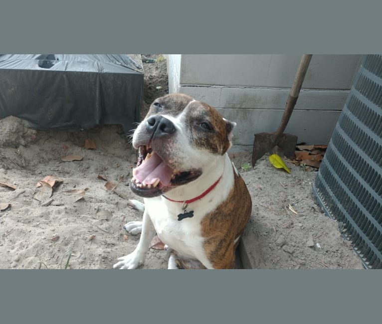 Hardii, an American Pit Bull Terrier tested with EmbarkVet.com