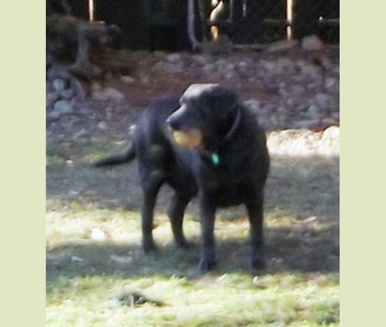 Photo of Caviar, a Labrador Retriever  in Payette, ID, USA