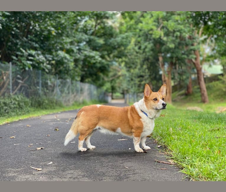 Photo of Clooney, a Pembroke Welsh Corgi and Australian Cattle Dog mix in Sydney, New South Wales, Australia