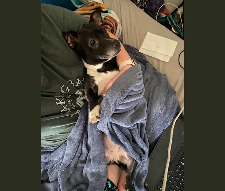 Photo of Caly, a Chihuahua, Boston Terrier, Pug, American Staffordshire Terrier, Dachshund, and Mixed mix in Houston, Texas, USA