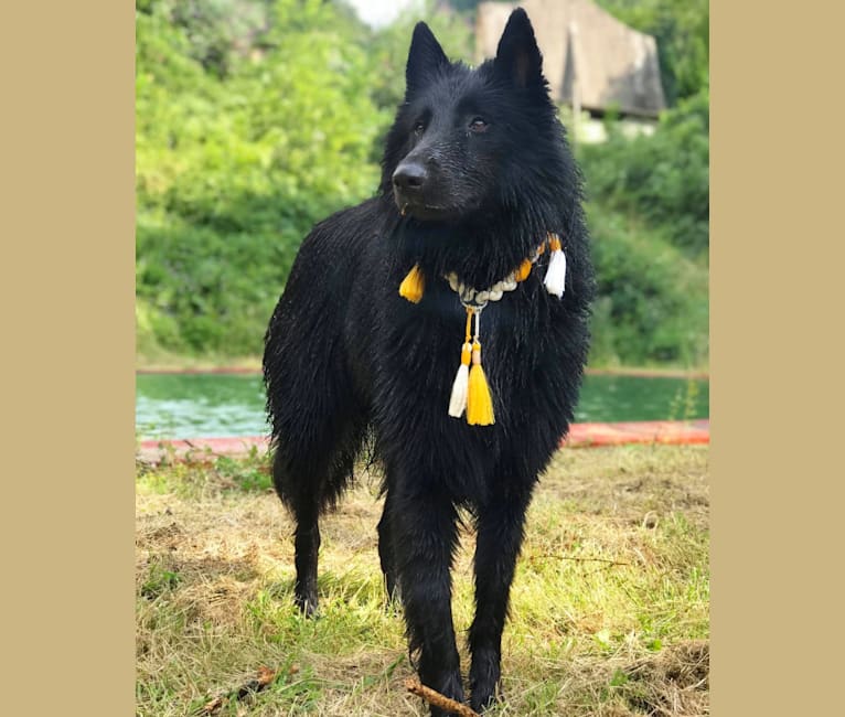 Minuit, a Belgian Shepherd tested with EmbarkVet.com