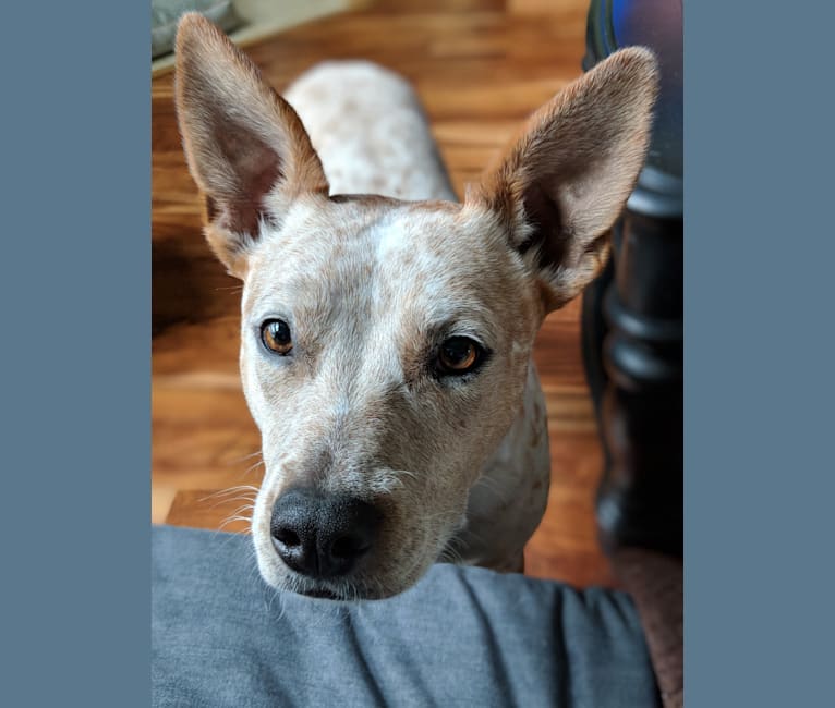 Lucy, an Australian Cattle Dog and American Pit Bull Terrier mix tested with EmbarkVet.com