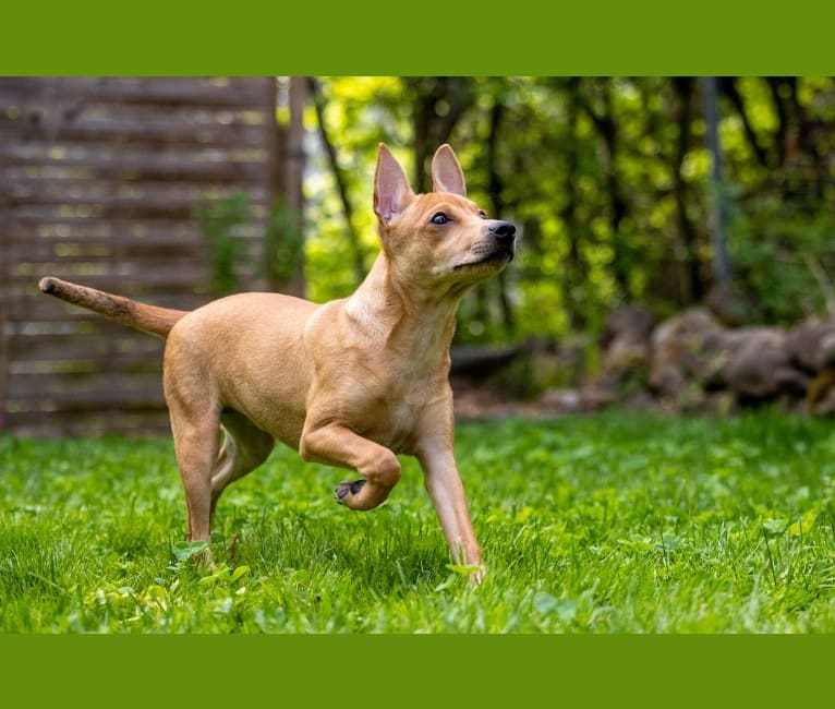 Photo of Beauty & Beast Rubielle, an American Hairless Terrier  in Germany