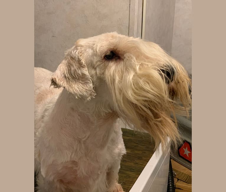Photo of Feisty, a Sealyham Terrier  in Texas, USA