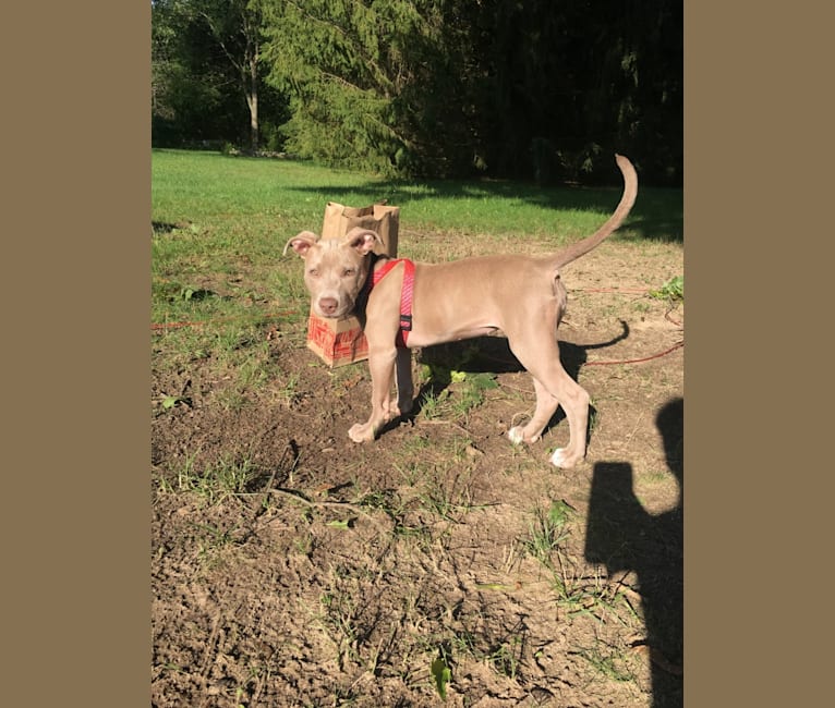 Photo of Mira, an American Pit Bull Terrier, American Bulldog, and American Staffordshire Terrier mix in Elkton, Michigan, USA