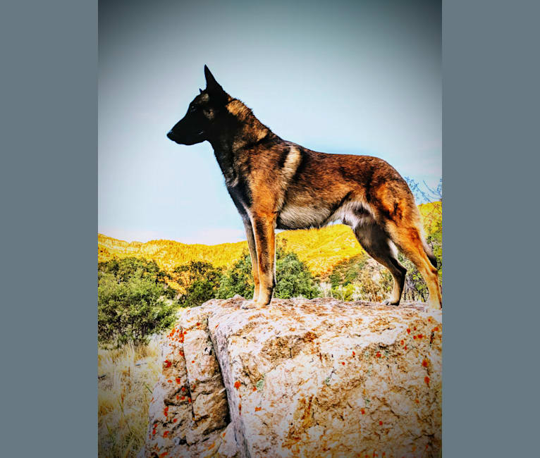 CAIN, a Belgian Shepherd tested with EmbarkVet.com