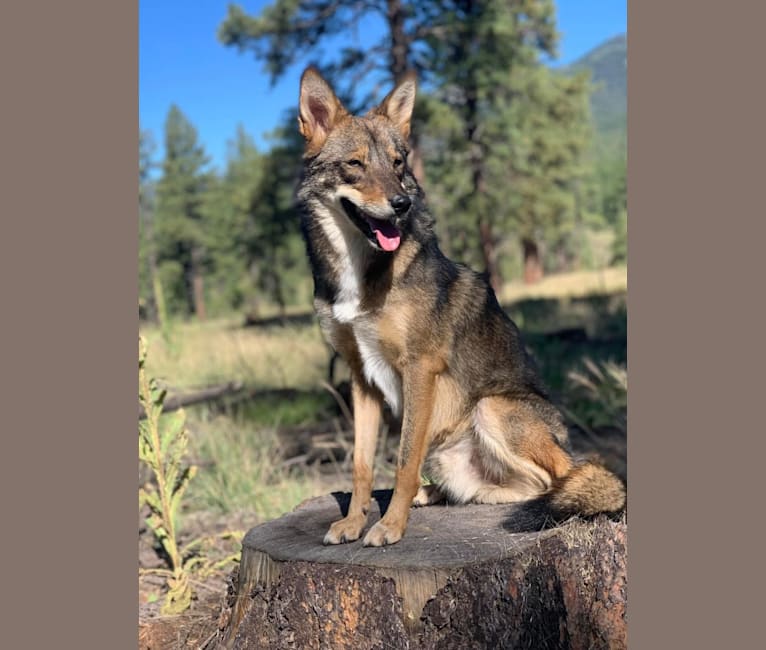 Cilantro, a Border Collie and Coyote mix tested with EmbarkVet.com