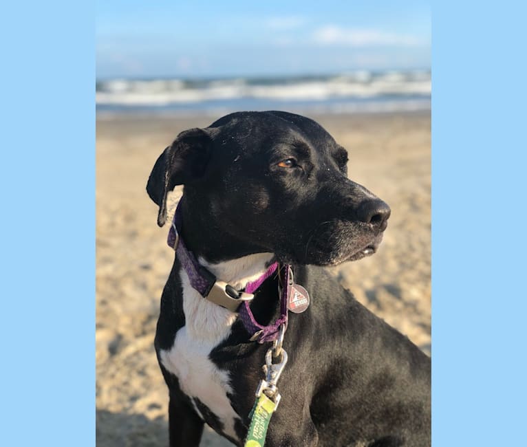 Leia, an American Pit Bull Terrier and German Shorthaired Pointer mix tested with EmbarkVet.com