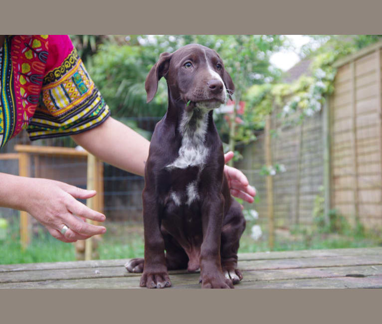 Byker, a Dalmatian and Doberman Pinscher mix tested with EmbarkVet.com