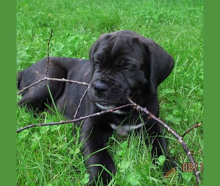 Bear, a Cane Corso tested with EmbarkVet.com