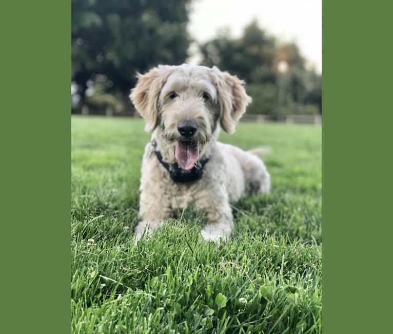 Aimee, a Goldendoodle tested with EmbarkVet.com