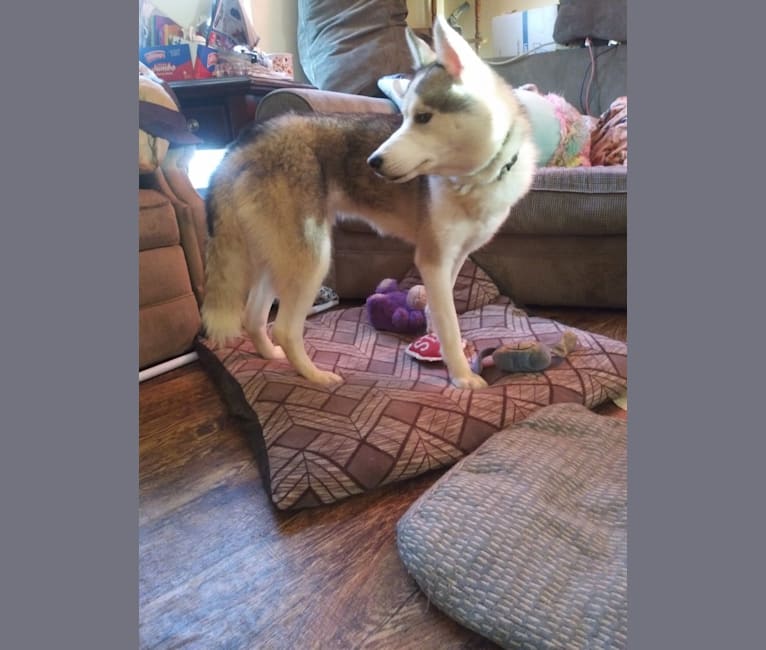 Photo of Everest, a Siberian Husky and German Shepherd Dog mix in Winchester, Kentucky, USA