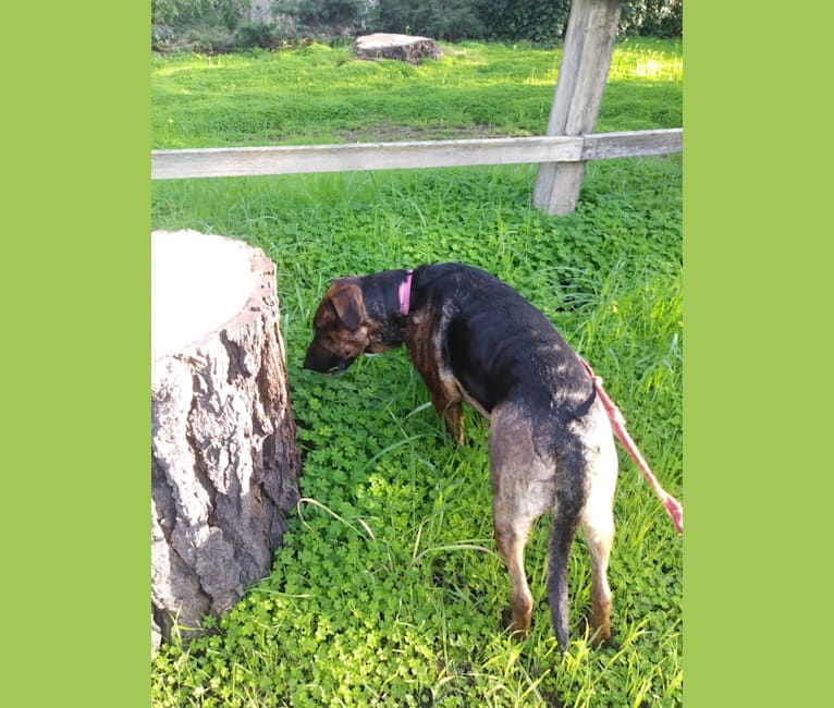 Cricket, a German Shepherd Dog and English Springer Spaniel mix tested with EmbarkVet.com