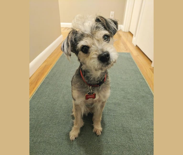 Half chihuahua half schnauzer cheap