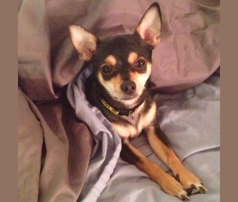Squirt, a Chihuahua tested with EmbarkVet.com