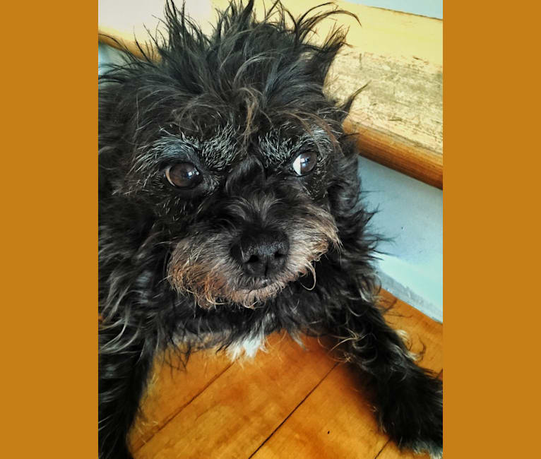 Embark Dog DNA Test Breed